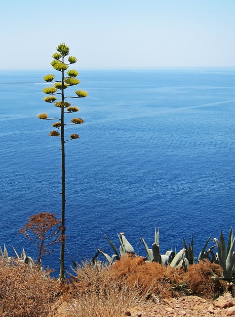 Flora and fauna of the Aegean Sea